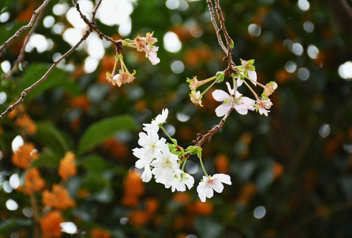 yorii_official's tweet photo. シティプロモーション担当です。十月桜と金木犀が咲く桜沢公園。甘い香りに包まれながら、可憐な桜の花を愛でるという、この時期ならではの特別なひとときです。
＃寄居町 ＃桜沢公園 ＃桜 ＃金木犀 https://t.co/EGGwiFeVef
