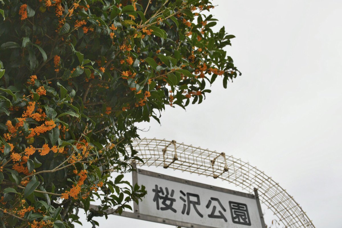 yorii_official's tweet photo. シティプロモーション担当です。十月桜と金木犀が咲く桜沢公園。甘い香りに包まれながら、可憐な桜の花を愛でるという、この時期ならではの特別なひとときです。
＃寄居町 ＃桜沢公園 ＃桜 ＃金木犀 https://t.co/EGGwiFeVef