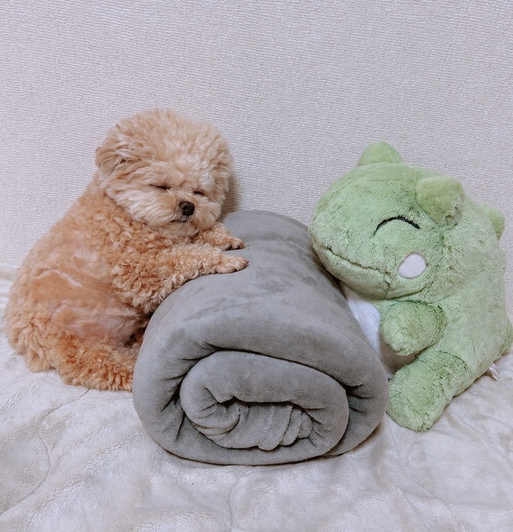 Fuwancho319's tweet photo. 話し合いしてる途中で眠くなった🧸

#ポメプー https://t.co/PkTrAYHK2g