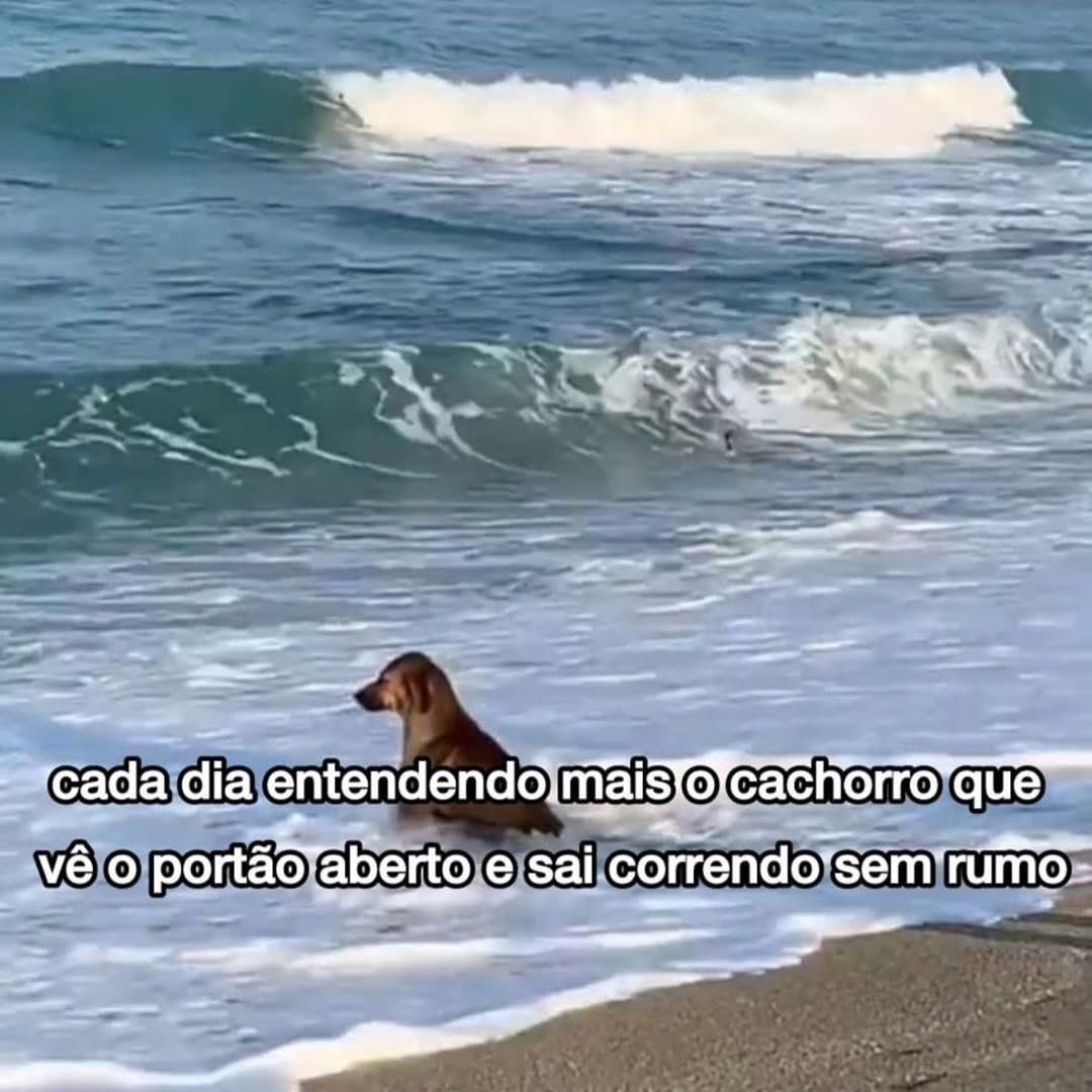 shitpostverdade's tweet photo. https://t.co/4JiDSIliFt