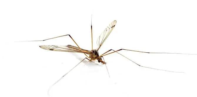 BryanPerryyoso's tweet photo. Mosquito larvae take up nutrients and grow steadily, and we must always stay vigilant to protect a good living environment. https://t.co/cIdI1deLdT