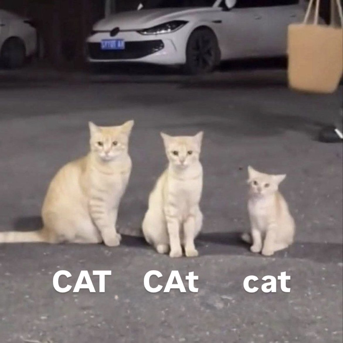 kiriguukie's tweet photo. CAT     CAt      cat https://t.co/msRaCONXMp