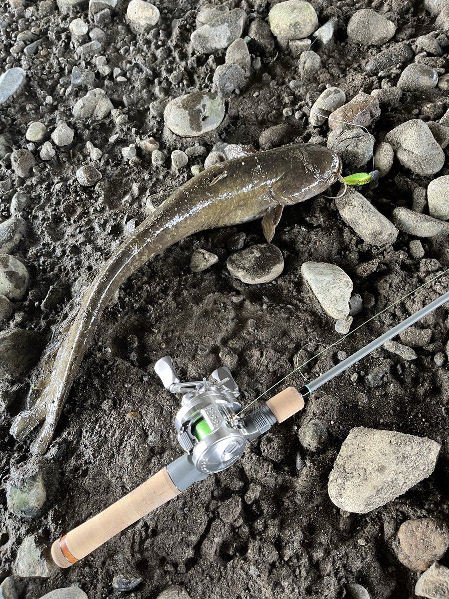 nishimaruff14's tweet photo. バス釣りむず過ぎやろ…
このロッド1番心配してたのがナマズだったんだけど余裕だわ https://t.co/VhwVDkYrm2