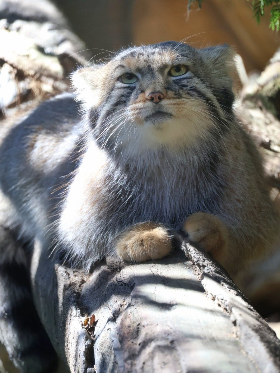 suna_manuru's tweet photo. ナゴムくん🐾
黄昏～😸ฅ
📷:2026.10

#マヌルネコ #ナゴム
#那須どうぶつ王国
#nasuanimalkingdom
#manulcat #pallascat https://t.co/sNJgfR5XBu
