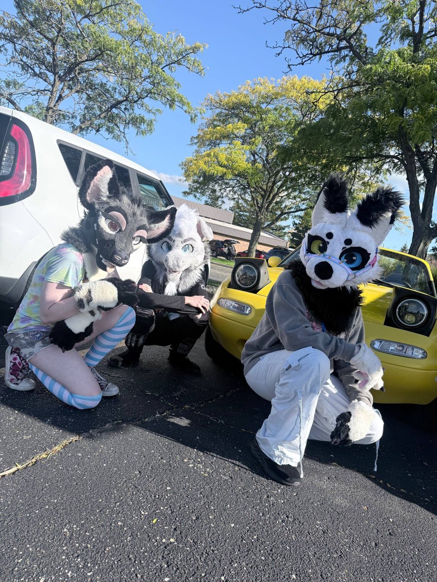 NoxxHyena's tweet photo. Meowda :3 https://t.co/QJVN6vWoj5