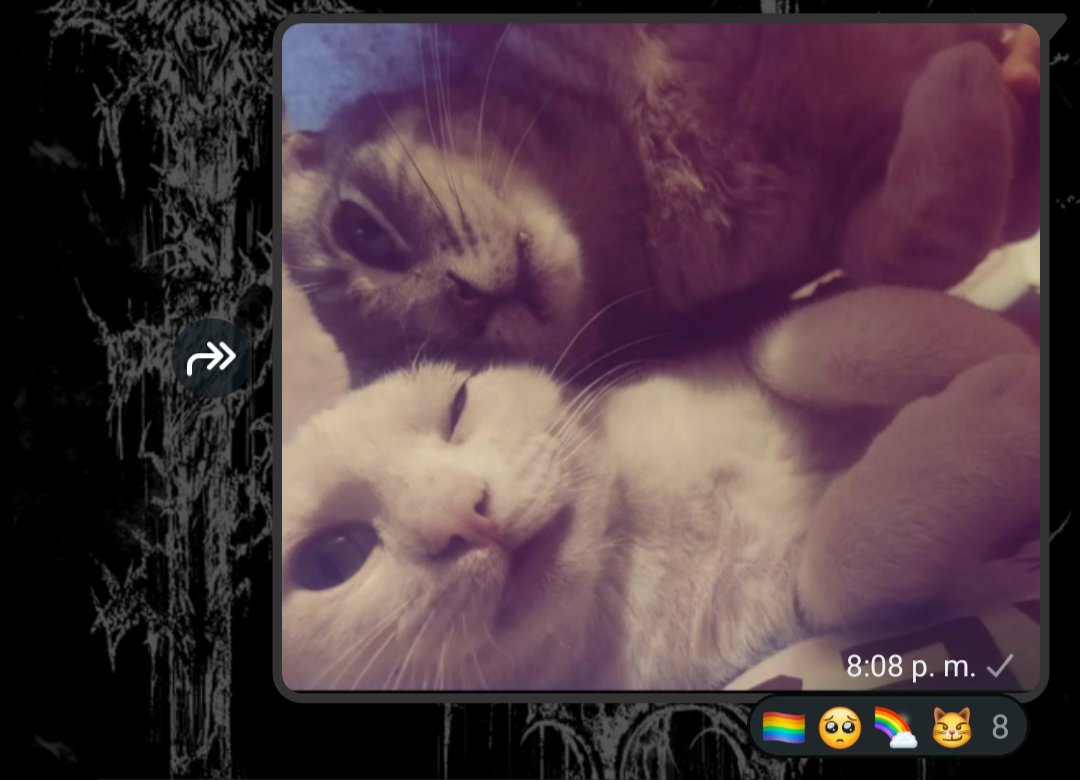 danslepp's tweet photo. Los del grupo de gatos en silencio le decían gays a mis hijos JAJAJAJA https://t.co/C7Ud02ye2f