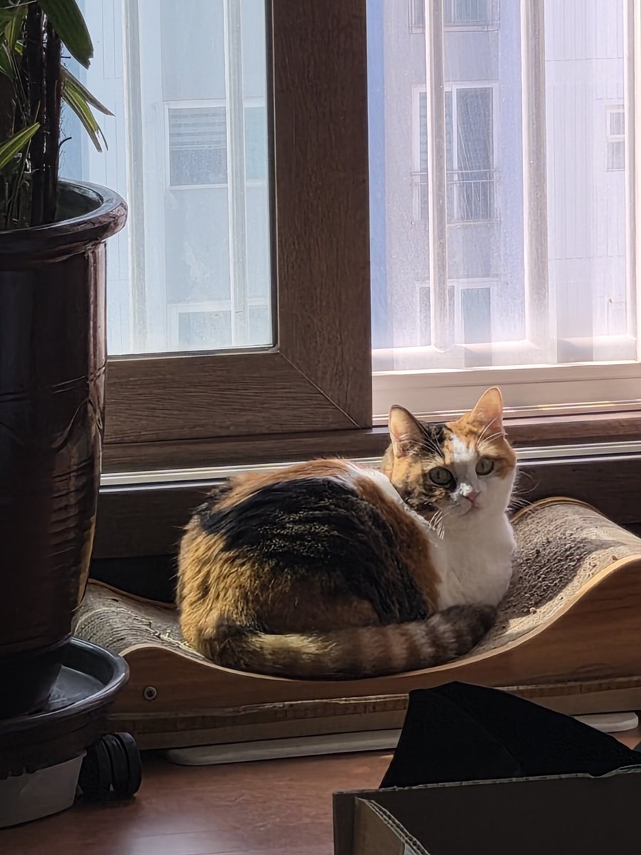 charmkke's tweet photo. 가을
하늘 높고 고양이 털찐다 https://t.co/RgDCMMf8nZ