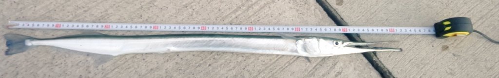KatoruFishing's tweet photo. @Mitchell304304 海でもスプーン釣れますね！
これをミュウ1.5g(管釣りスプーン)でつりました！ https://t.co/qqupvWEhI5