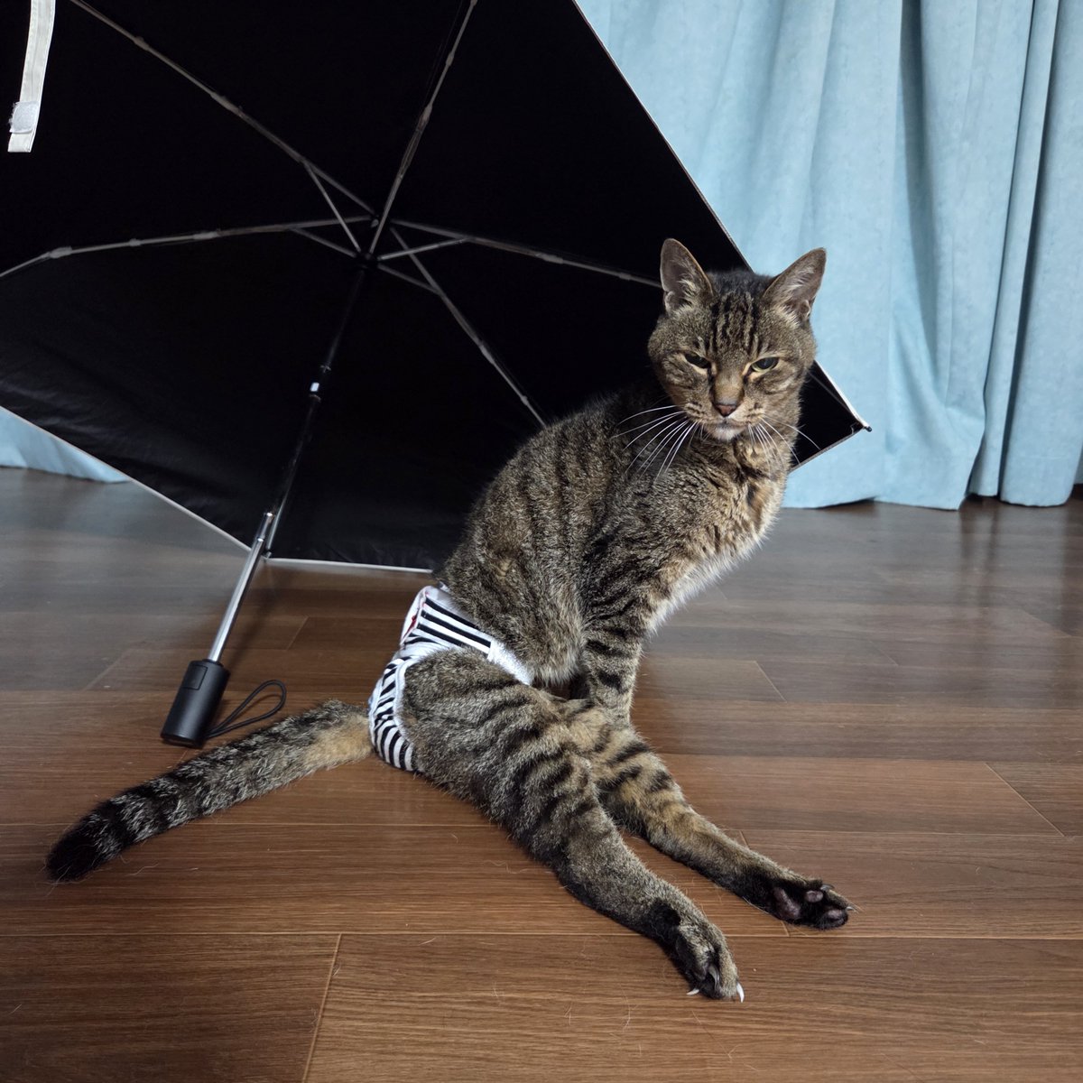 meesukedon's tweet photo. 久々の投稿が悲しいご報���に💦

三男猫のれおん、が
先月30日、虹の橋を渡りました。
享年18歳1ヶ月。

先月3日に、「足引き摺ってる？！」と気付いてから、
5日に麻痺してしまい。

それでも、上手に這って動きまわり、食欲もあったのに。

今世代猫4兄弟も、１匹となってしまいました😭 https://t.co/jQeHYL36A0