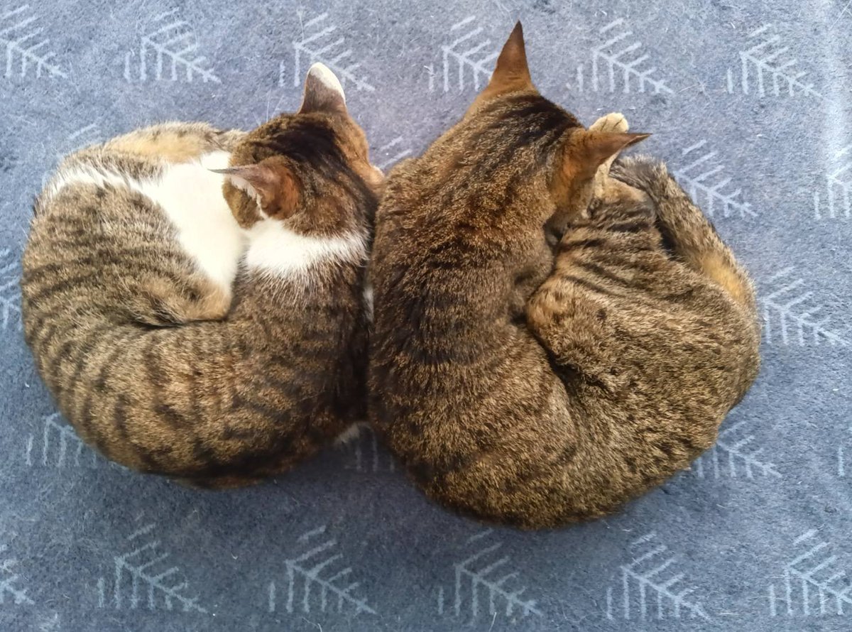 meesukedon's tweet photo. 久々の投稿が悲しいご報���に💦

三男猫のれおん、が
先月30日、虹の橋を渡りました。
享年18歳1ヶ月。

先月3日に、「足引き摺ってる？！」と気付いてから、
5日に麻痺してしまい。

それでも、上手に這って動きまわり、食欲もあったのに。

今世代猫4兄弟も、１匹となってしまいました😭 https://t.co/jQeHYL36A0