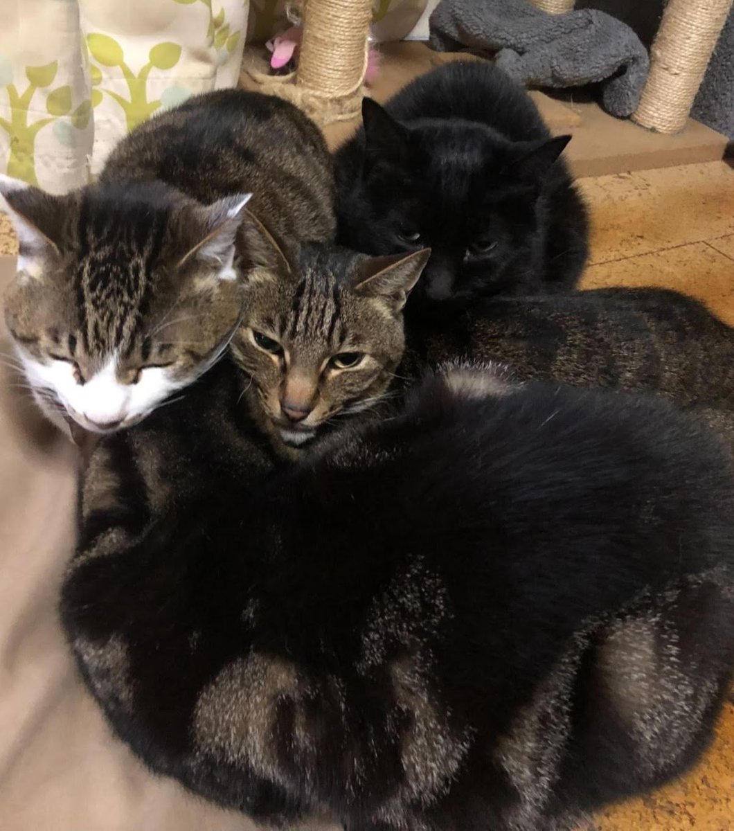 meesukedon's tweet photo. 久々の投稿が悲しいご報���に💦

三男猫のれおん、が
先月30日、虹の橋を渡りました。
享年18歳1ヶ月。

先月3日に、「足引き摺ってる？！」と気付いてから、
5日に麻痺してしまい。

それでも、上手に這って動きまわり、食欲もあったのに。

今世代猫4兄弟も、１匹となってしまいました😭 https://t.co/jQeHYL36A0