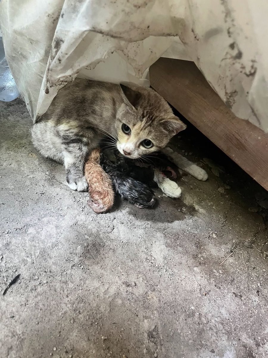 lhgwsp's tweet photo. Kelakuan bapak gw , kucing lahiran dicatet di kalender sama wetonnya 😭 https://t.co/JKkGwG7MFm