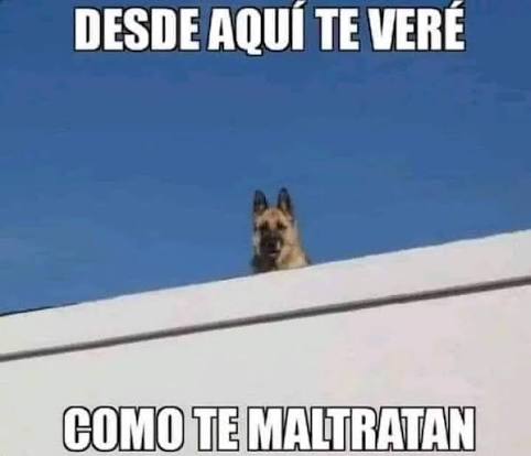Crisanti56's tweet photo. @Yanky_Smith @elgransuper jajaja queremos que lo cumplas y  te desvivas, zurdo hdtpm 🤣🤣 https://t.co/Psd1kFAhwH