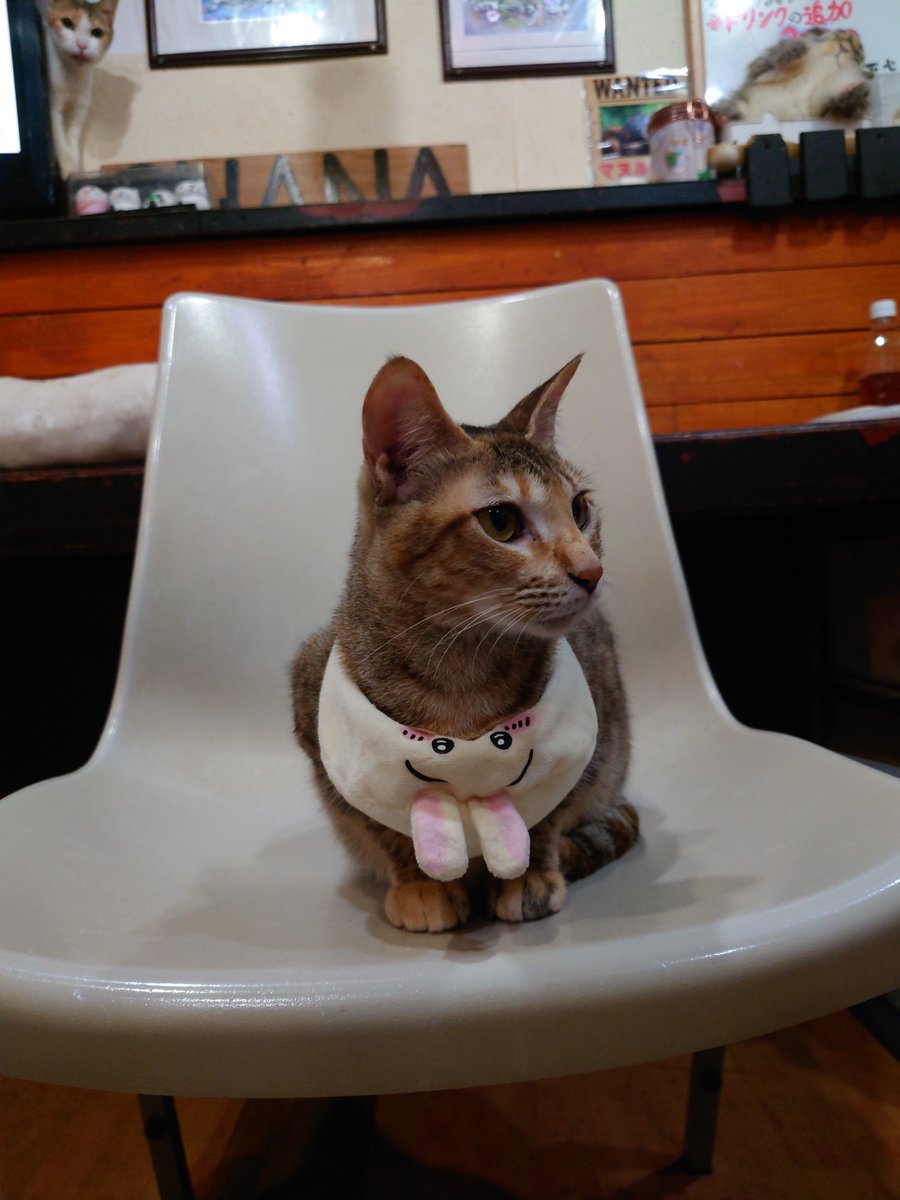 kunkun1970's tweet photo. 昨日のにゃんこ(=^・^=)＃猫カフェSHANA https://t.co/RxhoYfcdWo