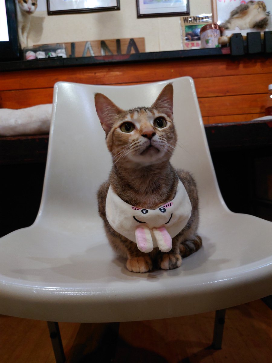 kunkun1970's tweet photo. 昨日のにゃんこ(=^・^=)＃猫カフェSHANA https://t.co/RxhoYfcdWo