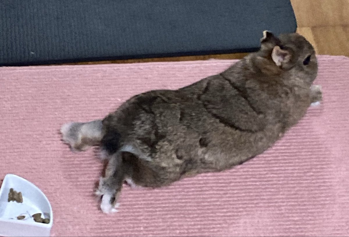 usausaMomoko's tweet photo. #うさぎがいる暮らし

うさストレッチ🐰 https://t.co/T8cDeJo1iD
