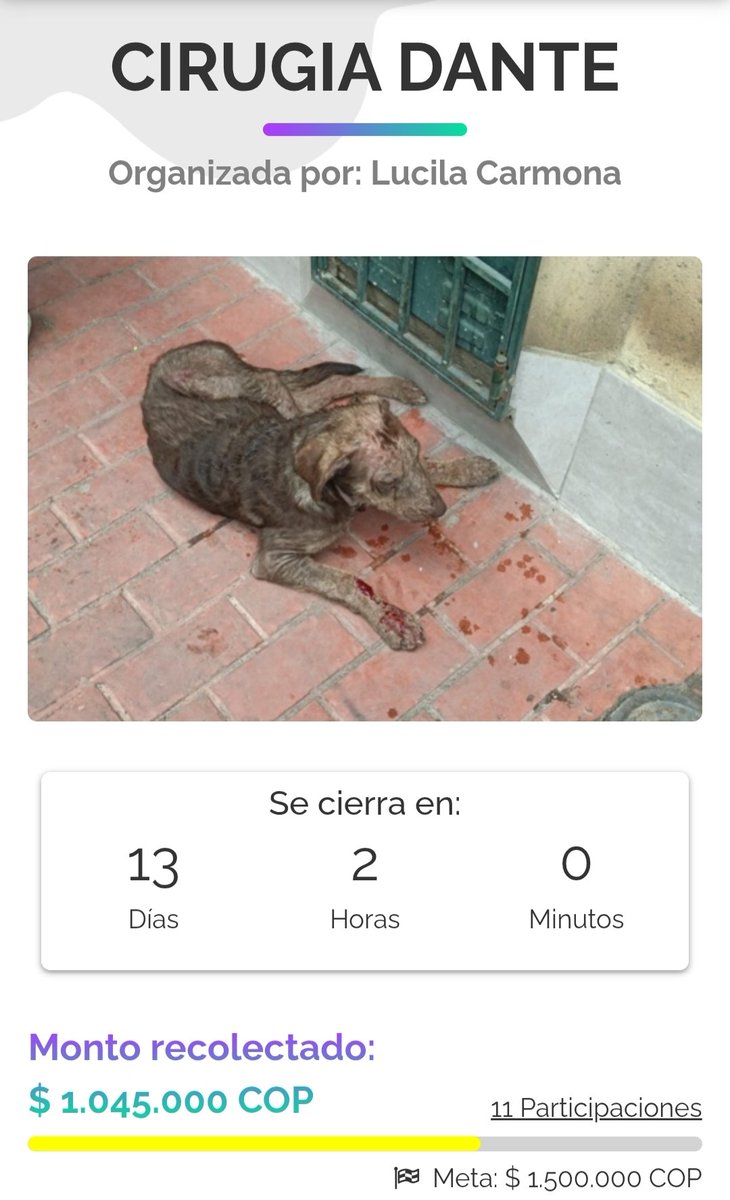 FundacionLucila's tweet photo. 🚨 DANTE NECESITA DE TODOS HOY 🚨

¡YA CASI LO LOGRAMOS! 🥺🐾

Gracias a ustedes hemos logrado reunir $1.045.000 para la cirugía de Dante. ❤️

Nuestra meta es de $1.500.000, por lo que todavía nos faltan:

💰 $455.000

Dante tiene programada su cirugía para este martes 6 de octubre y NECESITAMOS REUNIR EL DINERO COMPLETO HOY para poder cubrir el procedimiento.

🙏🏼 Estamos a un último esfuerzo.

Si 91 personas donan $5.000, lo logramos.
Si 46 personas donan $10.000, lo logramos.
Si puedes aportar un poquito más, también nos acercas muchísimo a la meta.

🐮 DONA EN NUESTRA VACA:
https://t.co/tYa0t3ka2B

📲 NEQUI / Bre-B:
320 854 4084

Nos faltan $455.000.
Dante no puede esperar. 🐶💙

Ayúdanos a conseguir que este martes pueda entrar a cirugía y comenzar su recuperación.

¡HOY TENEMOS QUE LOGRARLO! 🙏🏼🐾
