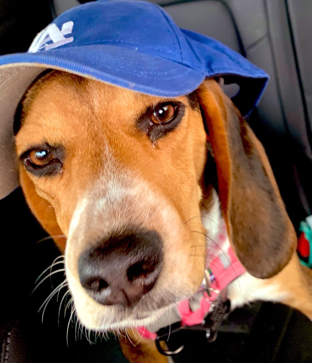 ddoggiesmommy's tweet photo. @LAtweets22 🤞🤞🤞🤞🤞🤞🤞 #MagsMagic https://t.co/pKbO2kYOhd