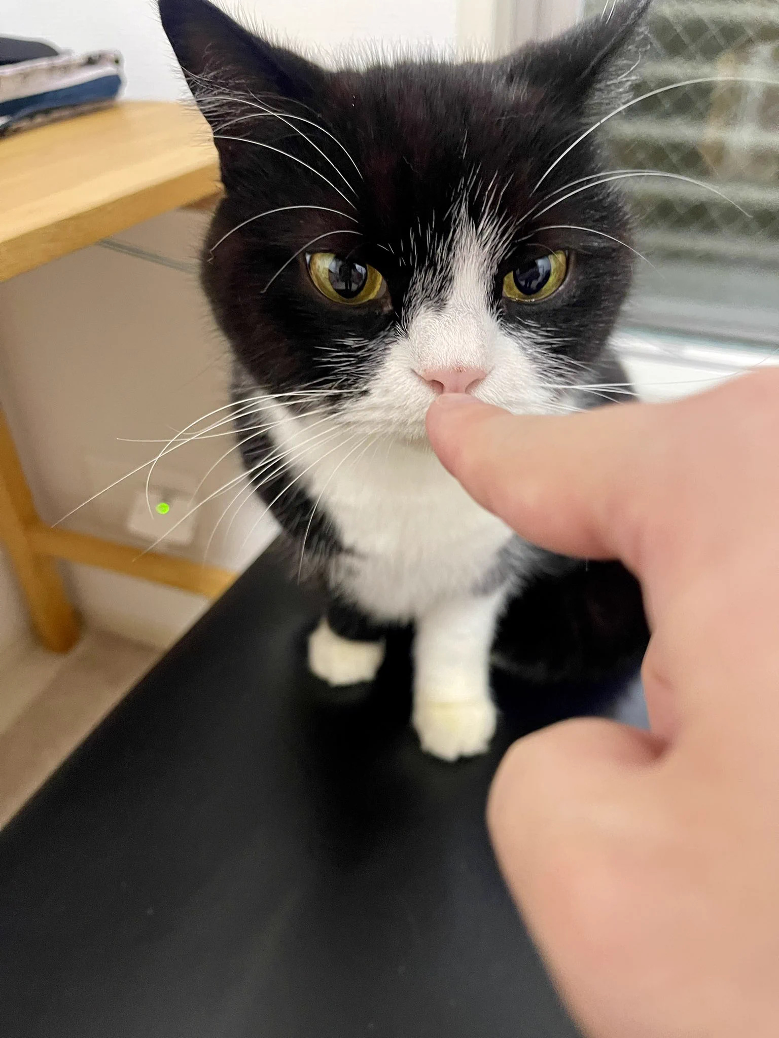 m様・有難うございました✨ うまずたゆまず💉💉💉💉💉💉🐈🐕🐈‍⬛ على X: 