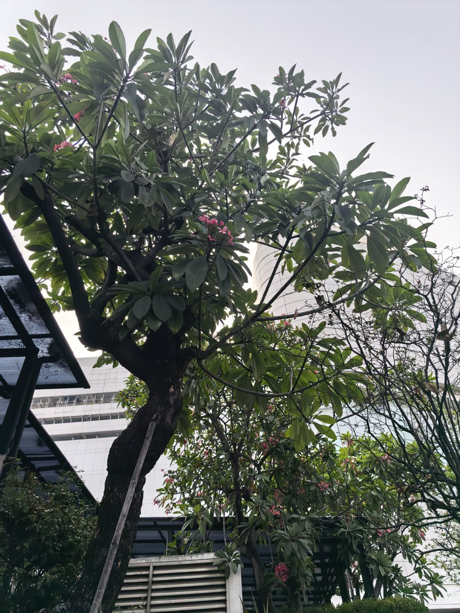 borbie's tweet photo. late but yay to #treeposting โค๏ธ https://t.co/0UxtDUtbYY