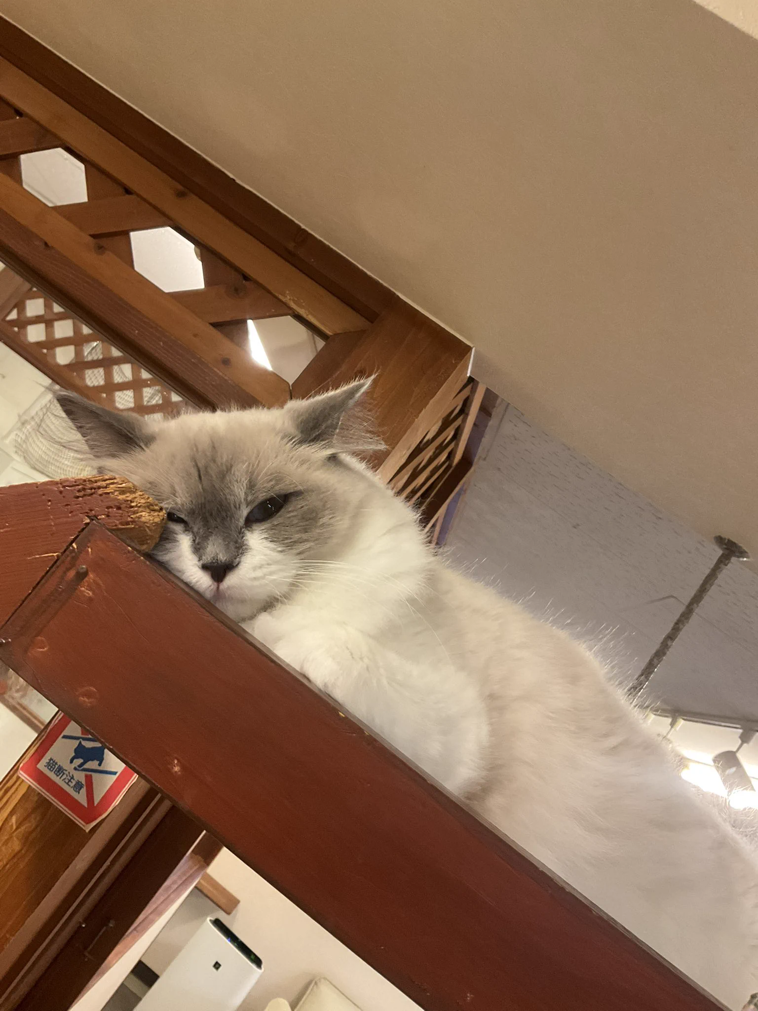 神戸元町‐猫カフェNyanny on X: 