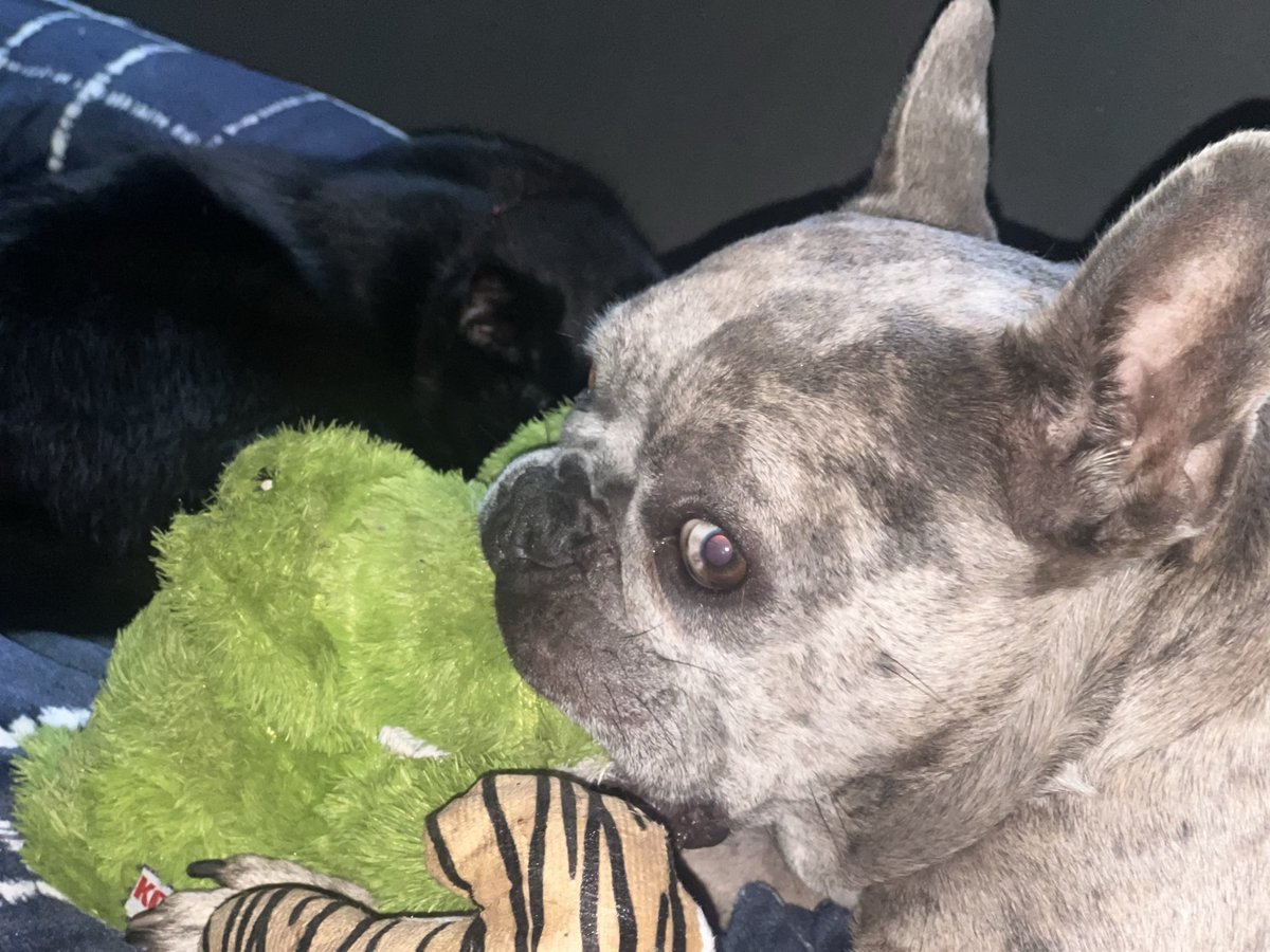 stevefolge's tweet photo. Why do Frenchies suck on all their toys?😂 https://t.co/axCw48Je9K