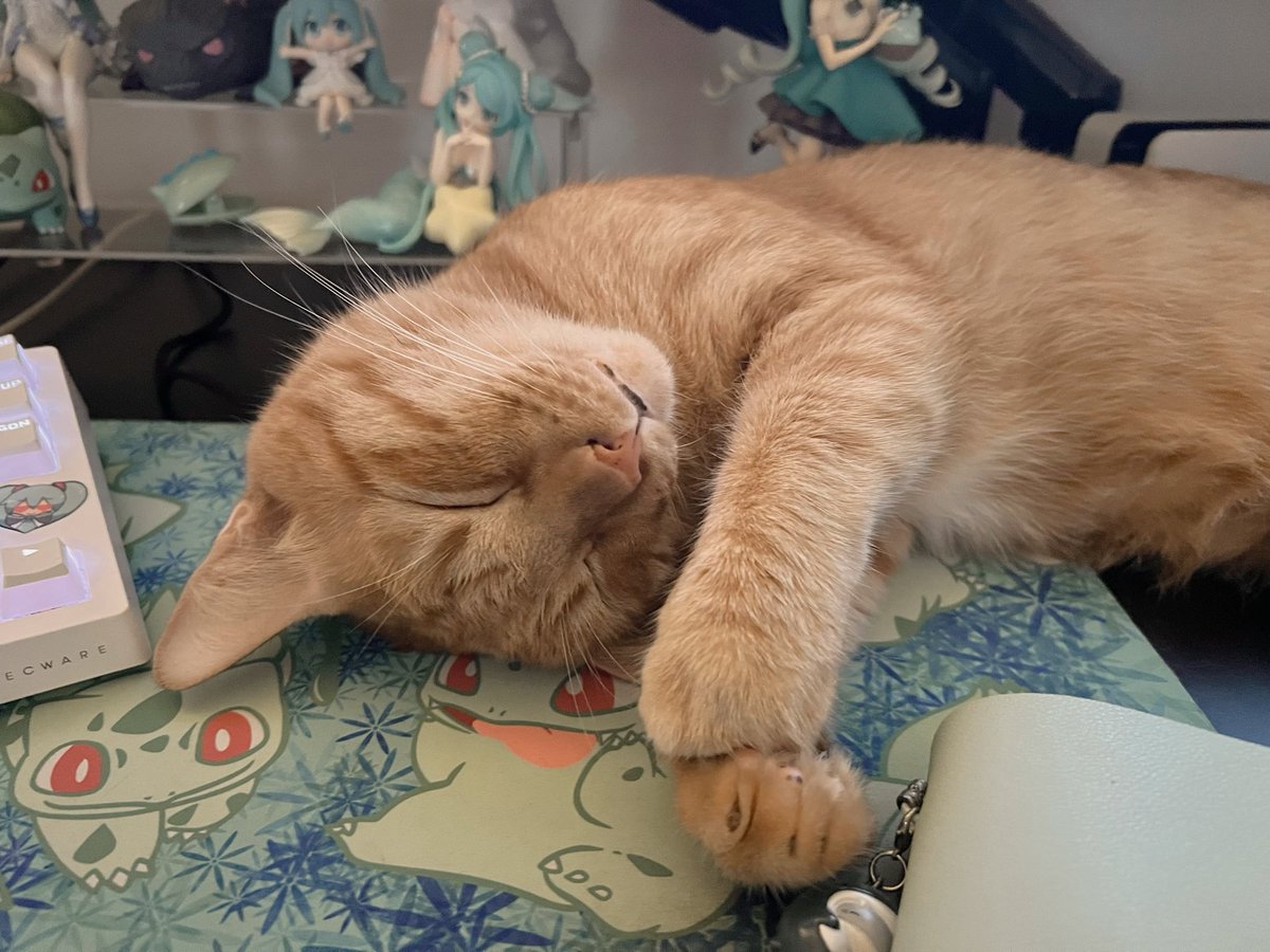 gremlinkii's tweet photo. he found his new fav spot on my desk recently 😭 if i ever stream again there’s definitely gonna be a cat cam 🤣 https://t.co/U54FNXCkQY