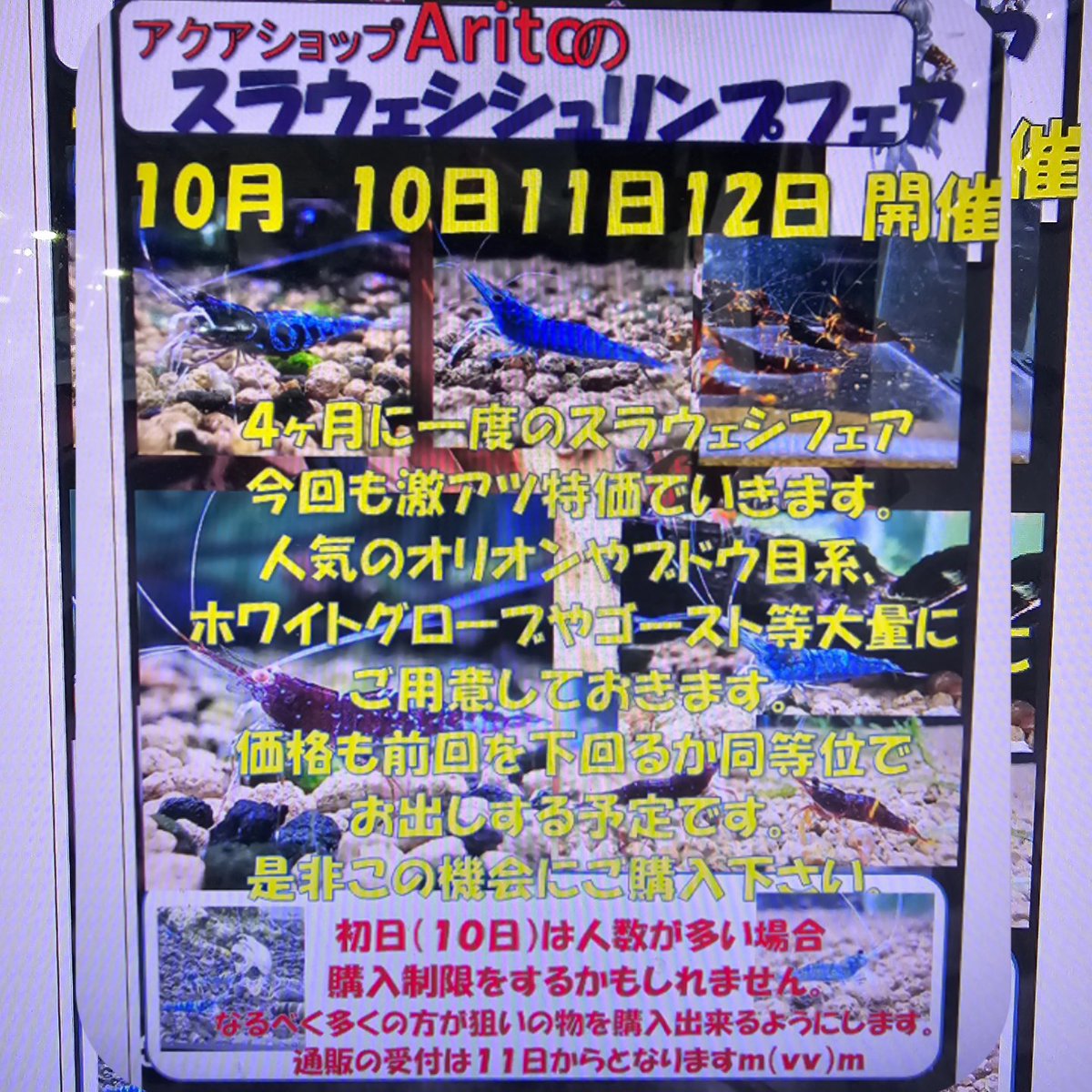 renge5266's tweet photo. おはようございます👋
昨日前半は誰も来なかったですが
ポストした後から怒涛のご来店。
一時は店内に９組のお客様がワチャワチャしてました…💦有難うございます

今週末の3連休は
『スラウェシフェア』です🦐
皆沢山持って来てくれるので在庫が
溢れてます✨️お楽しみに😌

では本日も宜しくお願😌 https://t.co/UFw0Ece3Zq
