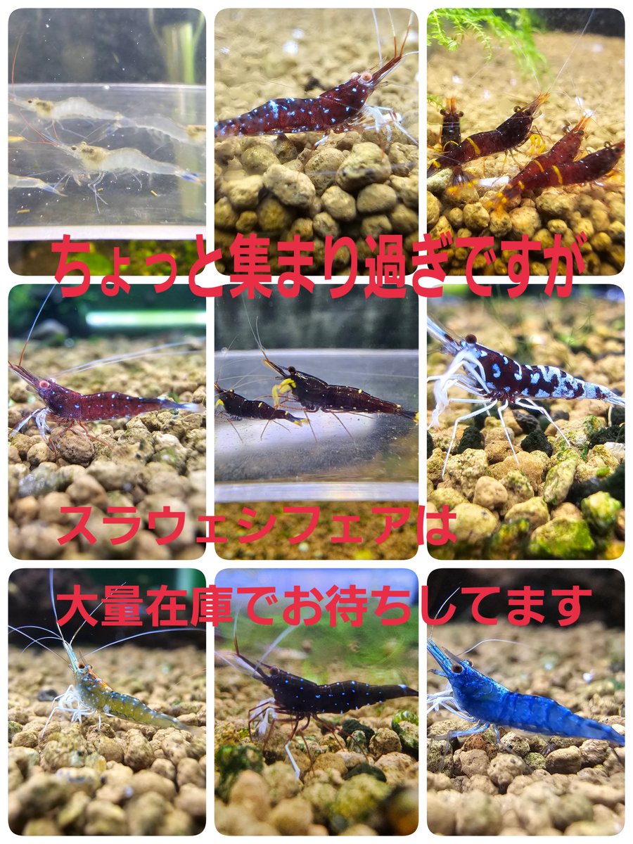 renge5266's tweet photo. おはようございます👋
昨日前半は誰も来なかったですが
ポストした後から怒涛のご来店。
一時は店内に９組のお客様がワチャワチャしてました…💦有難うございます

今週末の3連休は
『スラウェシフェア』です🦐
皆沢山持って来てくれるので在庫が
溢れてます✨️お楽しみに😌

では本日も宜しくお願😌 https://t.co/UFw0Ece3Zq
