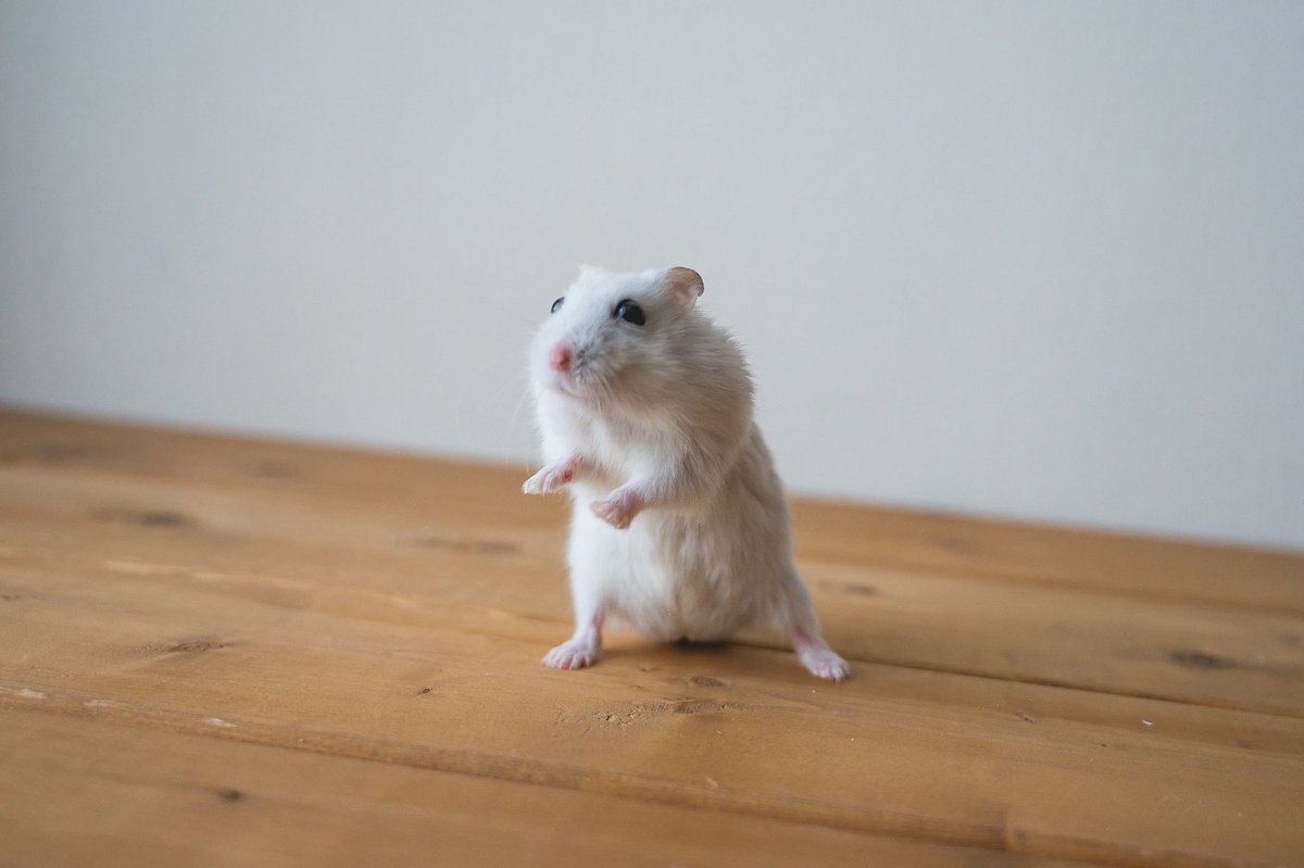gsm_iham2's tweet photo. 立ち上がったハムスター https://t.co/PSTCoxxMfQ