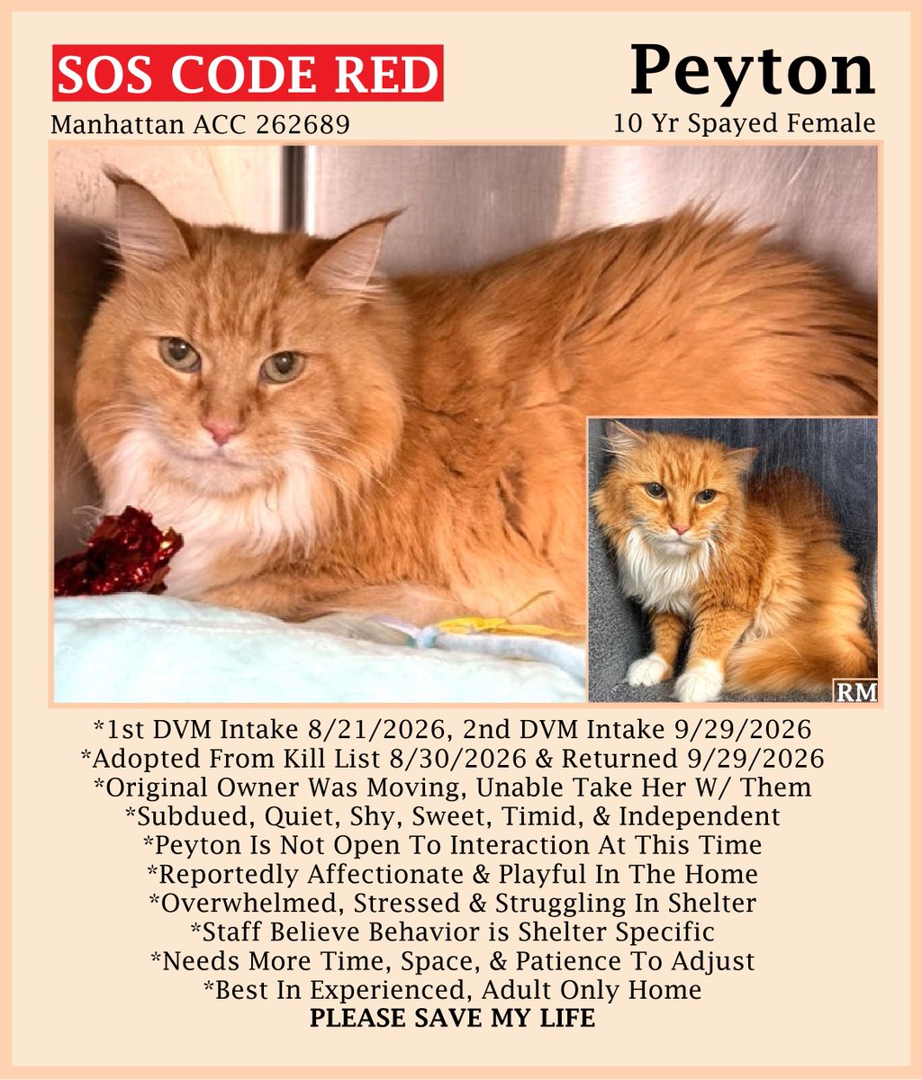 sachikoko's tweet photo. 🆘URGENT🆘SENIOR ALERT🙏🏾PLZ SHARE🆘
🙏🏾PLZ #PLEDGE 2 SAVE MY LIFE
💝Stressed 10YO #Senior Orange #Tabby &amp; White Kitty "PEYTON"💝
😿💔Adopted &amp; Returned, Struggling In Shelter
🚨Needs #Adoption #Rescue #Foster🚨
▶262689 https://t.co/dZwE8yxoBn
🙏🏽#AdoptDontShop
#Manhattan #NYCACC https://t.co/6OKtDN3xc9