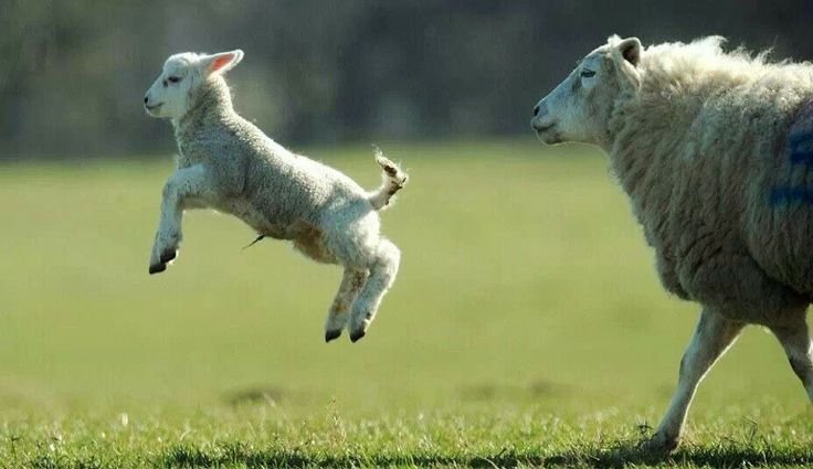 sheepdaily_twt's tweet photo. weeee https://t.co/qLT8DdbmJr