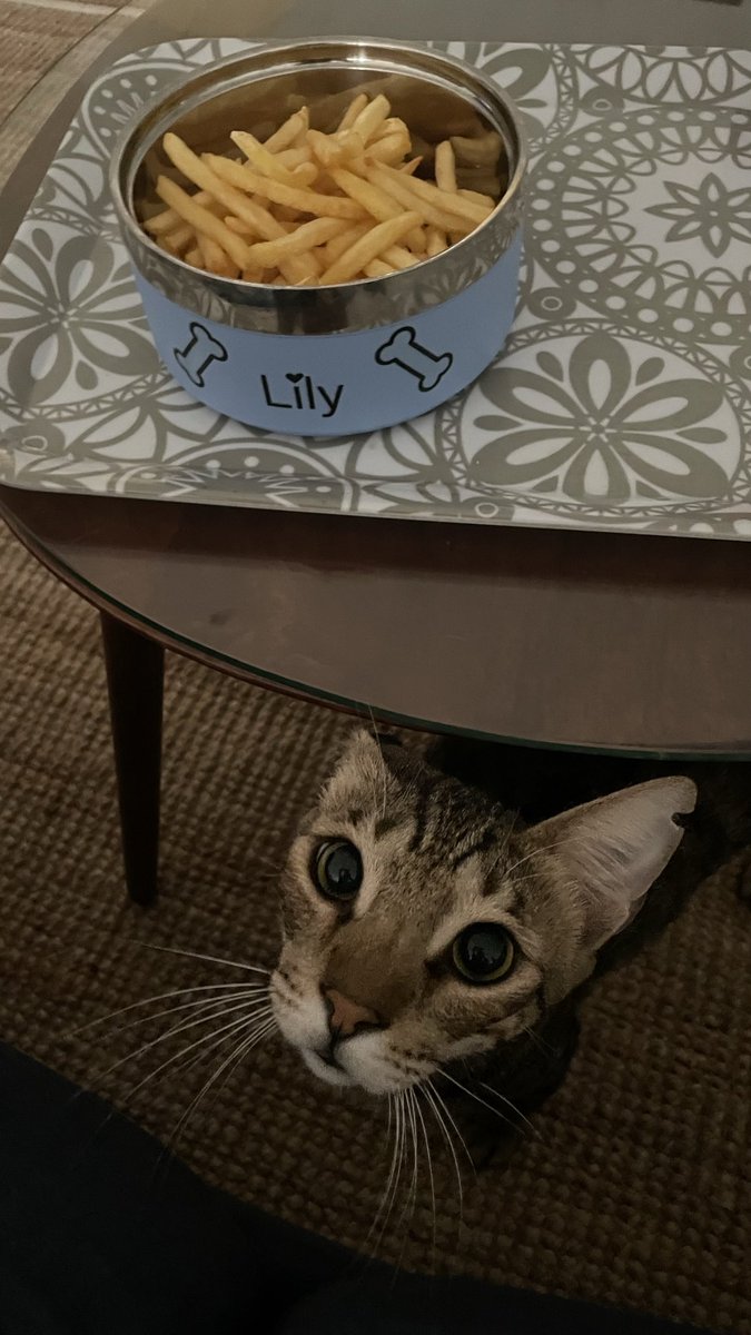 Silly_Lily_ct's tweet photo. you want my fries too
:( https://t.co/gNddWY0aCk