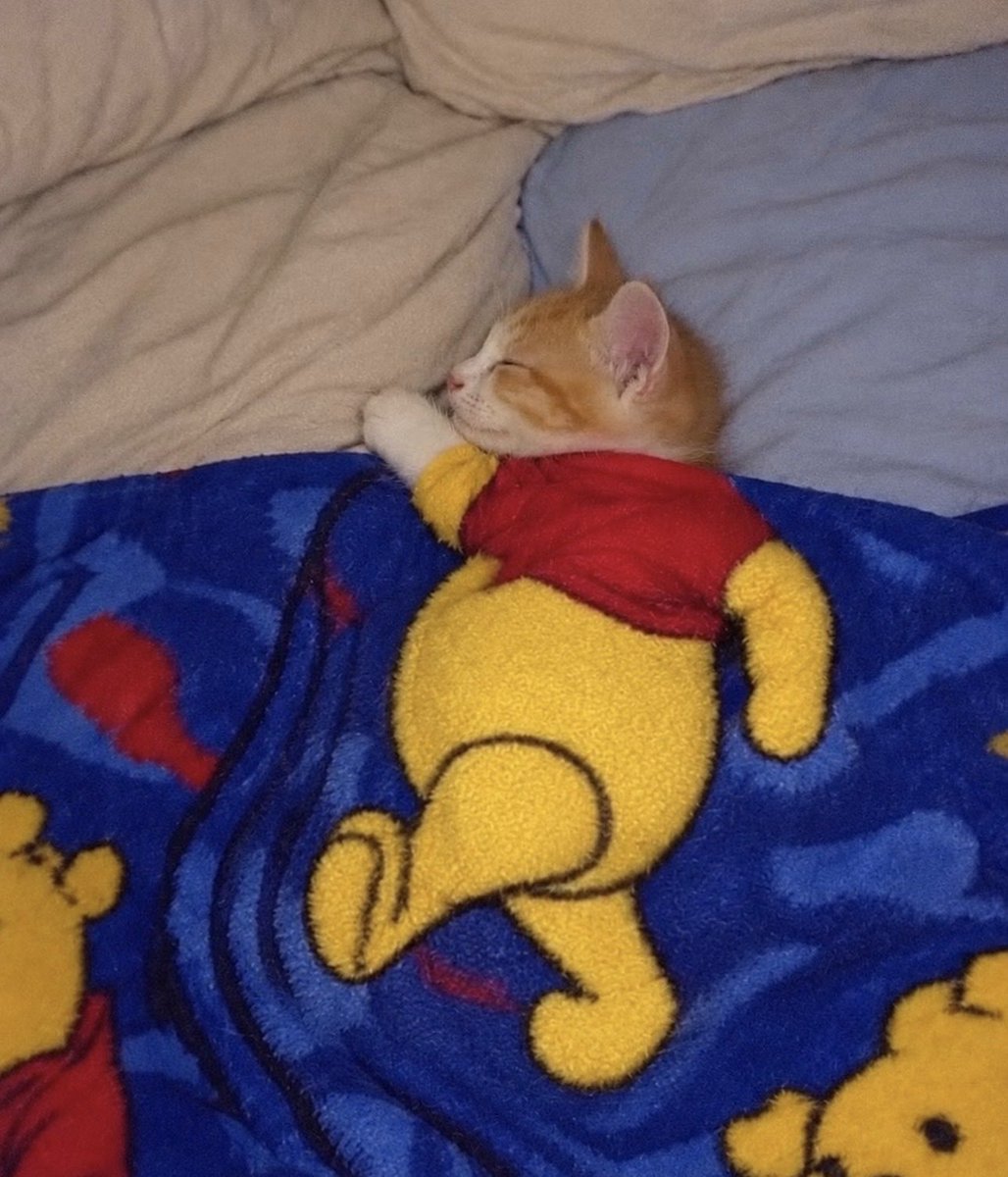 POOHONHOODD's tweet photo. How we going to sleep knowing $POOH is gonna start moving up 🔥 https://t.co/X2JpMj3lrw