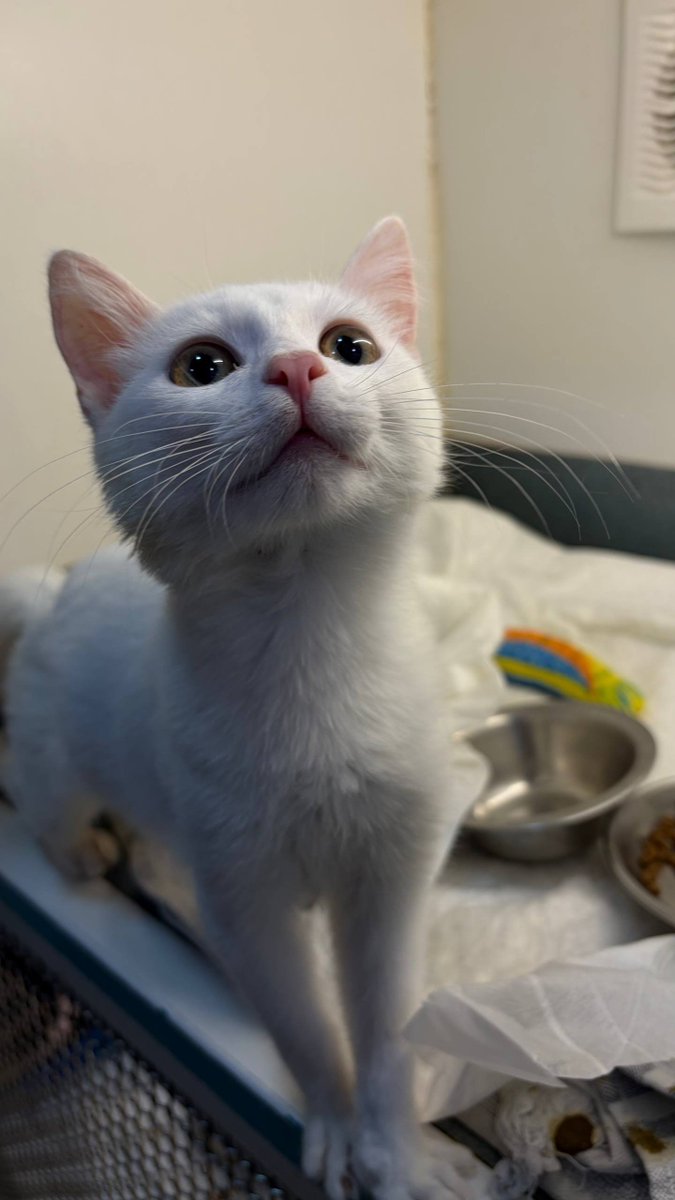 MBelyj2972's tweet photo. Сашко — маленький белый ангел, который приехал из Николаева в Одессу.
Кто-то так сильно дёрнул его за хвост, что малыш получил тяжелейшую травму. Теперь он не может самостоятельно контролировать мочеиспускание и дефекацию — у него постоянно происходит подтекание.
К сожалению, там, где он находился, его хотели усыпить. Для Сашко это был вопрос жизни и смерти. Но ему дали шанс. С��годня малыша привезли в клинику Айболит, и теперь я стал его куратором.
Диагноз, к сожалению, неутешительный. Сашко на всю жизнь останется инвалидом, и проблемы с мочеиспусканием и кишечником, скорее всего, останутся с ним навсегда.
Но разве это значит, что он не заслуживает жизни? 💔
Сашко совсем маленький. Он ни в чём не виноват. Он не просил человека причинять ему такую боль. А ему уже пришлось пережить столько страданий…
Содержание в клинике Айболит очень дорогое, и каждый день пребывания требует больших средств. 🙏
Очень хочется дать этому белому ангелу шанс на жизнь. Возможно, кто-то сможет помочь оплатить его лечение или взять Сашко на передержку по доступной цене, чтобы он мог продолжать жить не в клетке клиники.
🤍 Пожалу��ста, помогите Сашко. Он хочет жить.
Одесса.