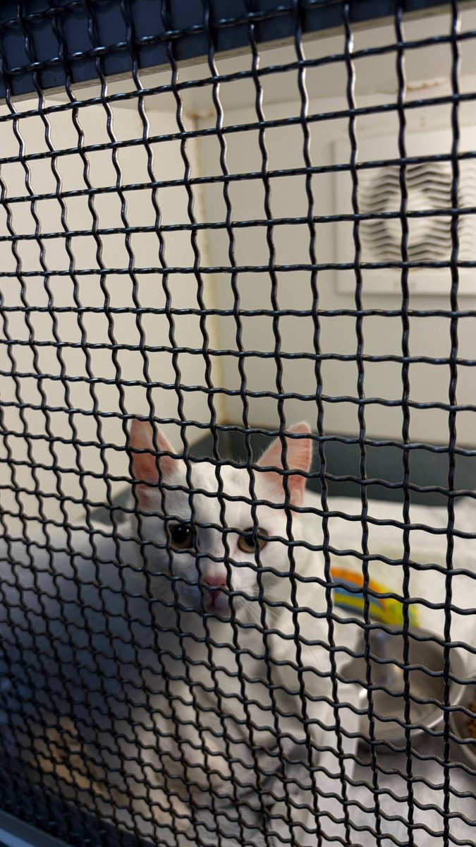 MBelyj2972's tweet photo. Сашко — маленький белый ангел, который приехал из Николаева в Одессу.
Кто-то так сильно дёрнул его за хвост, что малыш получил тяжелейшую травму. Теперь он не может самостоятельно контролировать мочеиспускание и дефекацию — у него постоянно происходит подтекание.
К сожалению, там, где он находился, его хотели усыпить. Для Сашко это был вопрос жизни и смерти. Но ему дали шанс. С��годня малыша привезли в клинику Айболит, и теперь я стал его куратором.
Диагноз, к сожалению, неутешительный. Сашко на всю жизнь останется инвалидом, и проблемы с мочеиспусканием и кишечником, скорее всего, останутся с ним навсегда.
Но разве это значит, что он не заслуживает жизни? 💔
Сашко совсем маленький. Он ни в чём не виноват. Он не просил человека причинять ему такую боль. А ему уже пришлось пережить столько страданий…
Содержание в клинике Айболит очень дорогое, и каждый день пребывания требует больших средств. 🙏
Очень хочется дать этому белому ангелу шанс на жизнь. Возможно, кто-то сможет помочь оплатить его лечение или взять Сашко на передержку по доступной цене, чтобы он мог продолжать жить не в клетке клиники.
🤍 Пожалу��ста, помогите Сашко. Он хочет жить.
Одесса.
