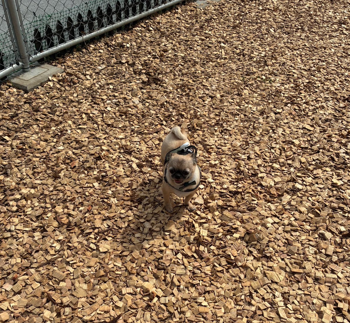 payagen03's tweet photo. この間のドッグランはウッドチップタイプで、初めてだったから戸惑っていた🐶
まぁそもそもドッグランをランしない子なのだが……🫣色味が一緒🐶 https://t.co/aurUPokz3Y