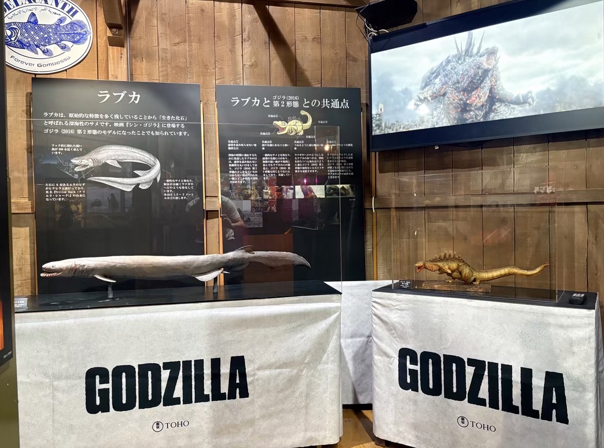 godzilla_jp's tweet photo. 📢#ゴジライベントinfo

『ゴジラ-0.0』特別コラボイベントin沼津港深海水族館開催中！

10月3日（土）より、沼津港深海水族館にて映画『ゴジラ-0.0』とのコラボ企画がスタートしました！

今回のコラボでは、館内に迫力満点のゴジラが登場！
ゴジラ（1954）の再現スーツを、今月いっぱい特別展示します。
間近で見るゴジラは迫力満点！大きさはもちろん、全身の造形や表情など、細部までじっくりとご覧いただけます。
来月からは別作品のゴジラスーツへ入れ替えて展示する予定です。
次はどんなゴジラが登場するのか……。
こちらもどうぞご期待ください！

そして、沼津港深海水族館ならではの注目展示も！
映画『シン・ゴジラ』に登場するゴジラ（2016）第2形態のモデルになったともいわれている深海魚「ラブカ」にスポットを当て、
本物のラブカの剥製と造型師竹谷隆之氏の手掛けた造型を並べて比較展示します！
特徴的なエラや体の特徴など、実際に見比べながら、それぞれの姿を観察していただけます。
深海生物を展示する当館だからこそ楽しめる、特別な展示です。
また、他にも竹谷氏の『シン・ゴジラ』にまつわる造形物やデザイン考案時のデッサンを展示予定です。

また、期間中にご来館いただいた方には、うれしい特典も！
ご来館いただいた方のうち、ご希望の方に「コラボレーションステッカー」をプレゼント！
■ご来館特典「コラボレーションステッカー」
・第一弾：10 月 3 日（土）～ 先着 25,000 名様
・第二弾：12 月 1 日（火）～ 先着 25,000 名様
ここでしか手に入らないコラボ限定ステッカーを、ぜひゲットしてください！
※各期間とも、なくなり次第終了となります。

さらに、コラボ企画は水族館を飛び出して「港八十三番地」へ！
対象の飲食・物販店舗では、コラボを記念したオリジナルコースターをプレゼント！
さらに、ベーカリー「ラトレッタ」では、『ゴジラ-0.0』の焼き印が入った期間限定の「メンダコパン」を販売します。
いつものかわいらしいメンダコパンも、今回だけの特別仕様に！
この期間だけの特別な企画をぜひ沼津港深海水族館と港八十三番地でお楽しみください！
皆さまのご来館をお待ちしております！
https://t.co/vHY6XtvC5m

#ゴジラ
#ゴジラマイナスゼロ
#Godzilla
#ラブカ
#メンダコパン