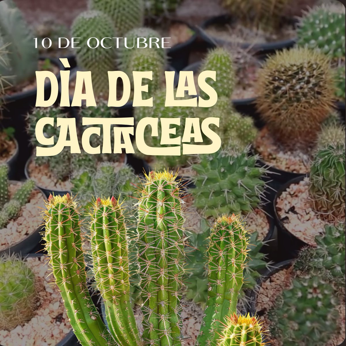 ProChapultepec's tweet photo. Hoy celebramos a las plantas más más mexicanas  🌵
🇲🇽 México es el país con más cactáceas del mundo.
🏠 518 especies son endémicas.
🦇 Alimentan a murciélagos, aves e insectos con su néctar, polen y frutos.
🦅 Hasta están en nuestro escudo: el águila está parada sobre un nopal. https://t.co/rYBdan1Lii