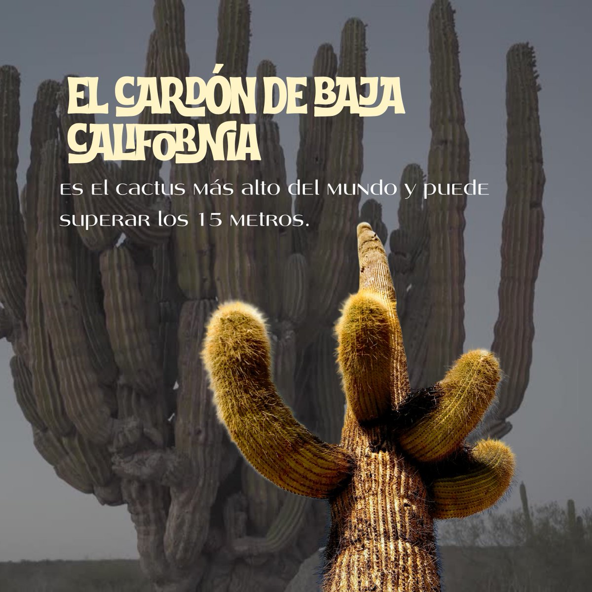 ProChapultepec's tweet photo. Hoy celebramos a las plantas más más mexicanas  🌵
🇲🇽 México es el país con más cactáceas del mundo.
🏠 518 especies son endémicas.
🦇 Alimentan a murciélagos, aves e insectos con su néctar, polen y frutos.
🦅 Hasta están en nuestro escudo: el águila está parada sobre un nopal. https://t.co/rYBdan1Lii