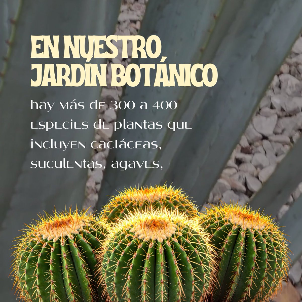 ProChapultepec's tweet photo. Hoy celebramos a las plantas más más mexicanas  🌵
🇲🇽 México es el país con más cactáceas del mundo.
🏠 518 especies son endémicas.
🦇 Alimentan a murciélagos, aves e insectos con su néctar, polen y frutos.
🦅 Hasta están en nuestro escudo: el águila está parada sobre un nopal. https://t.co/rYBdan1Lii
