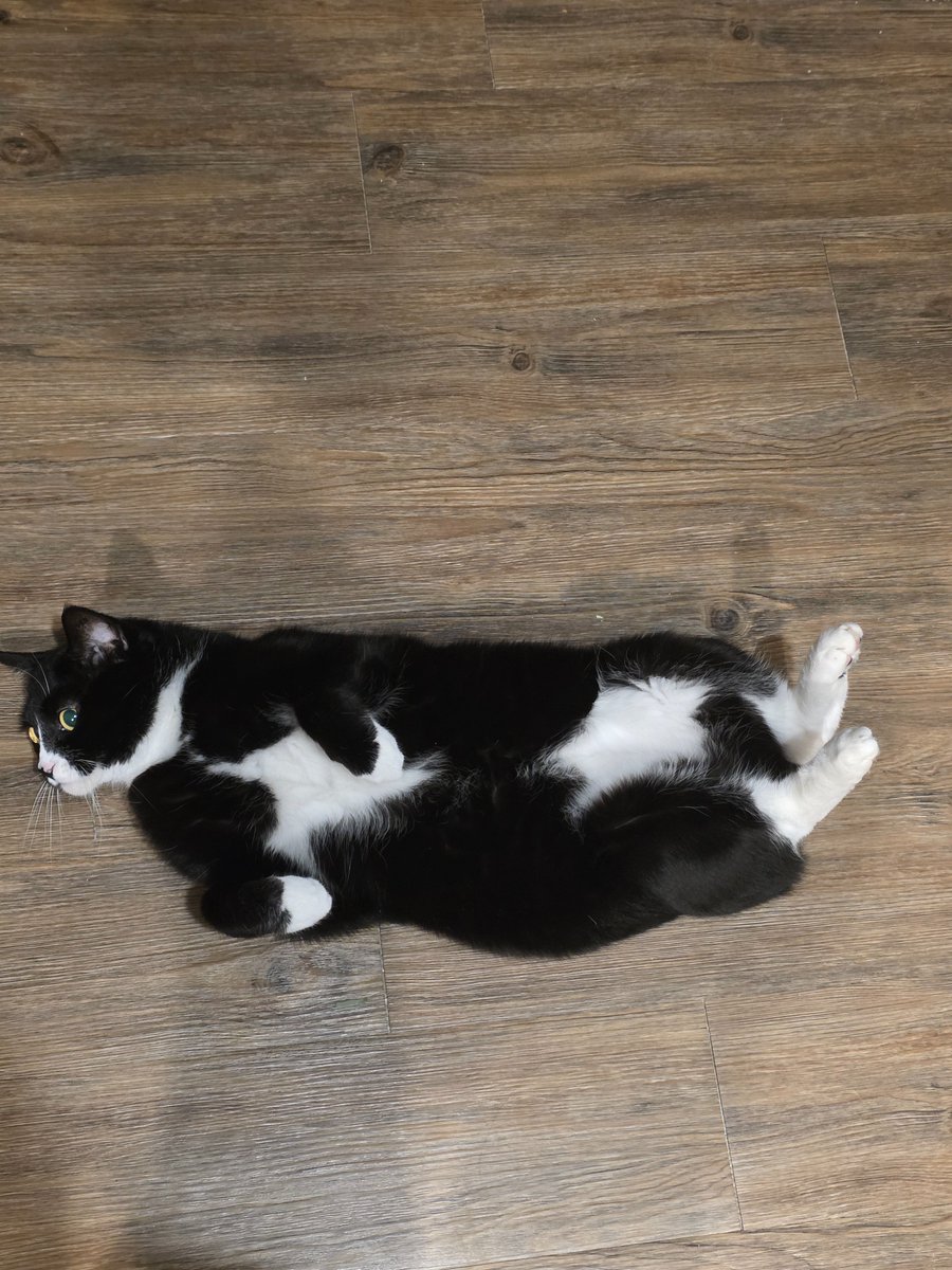 nconnors93's tweet photo. @AreneVT My little cattos https://t.co/isdC5Ww8s1