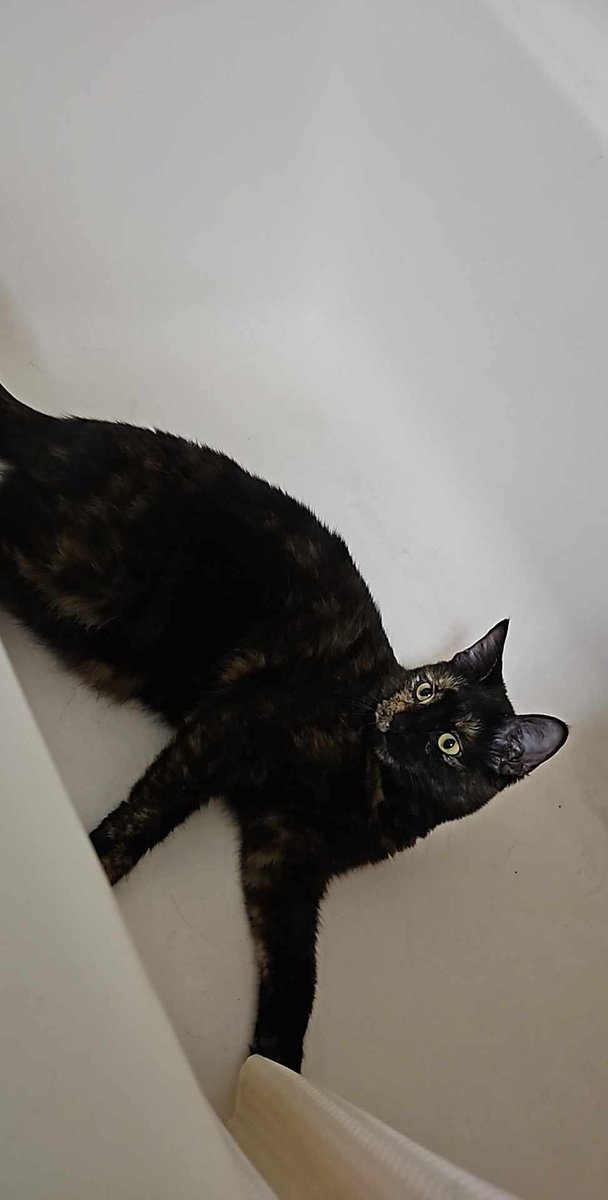 nconnors93's tweet photo. @AreneVT My little cattos https://t.co/isdC5Ww8s1