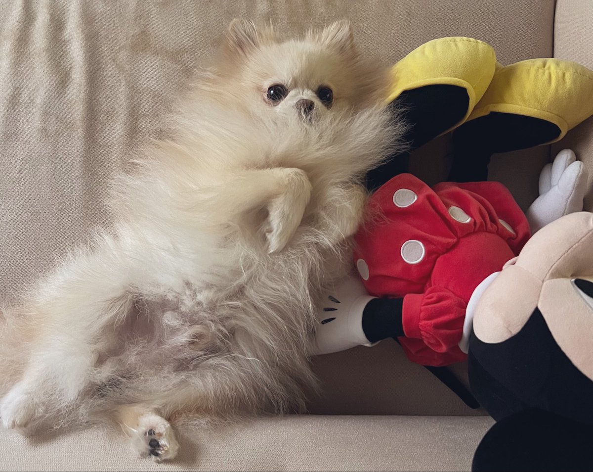 machan_mb's tweet photo. ウチのソファがモンちゃんのヨダレまみれで汚いって話をしたら、母も実家のソファを買い替えようと思っていたらしく、セットで買ったらお得になるから一緒に買っちゃるか？と🫪꙳⋆

ファブリックは汚れてダメだから、実家とお揃いのレザー調ソファに買い替えようかな🤔𓈒𓂂𓏸

とりま、仕事行く🚗💨 https://t.co/Balq1z9FeM