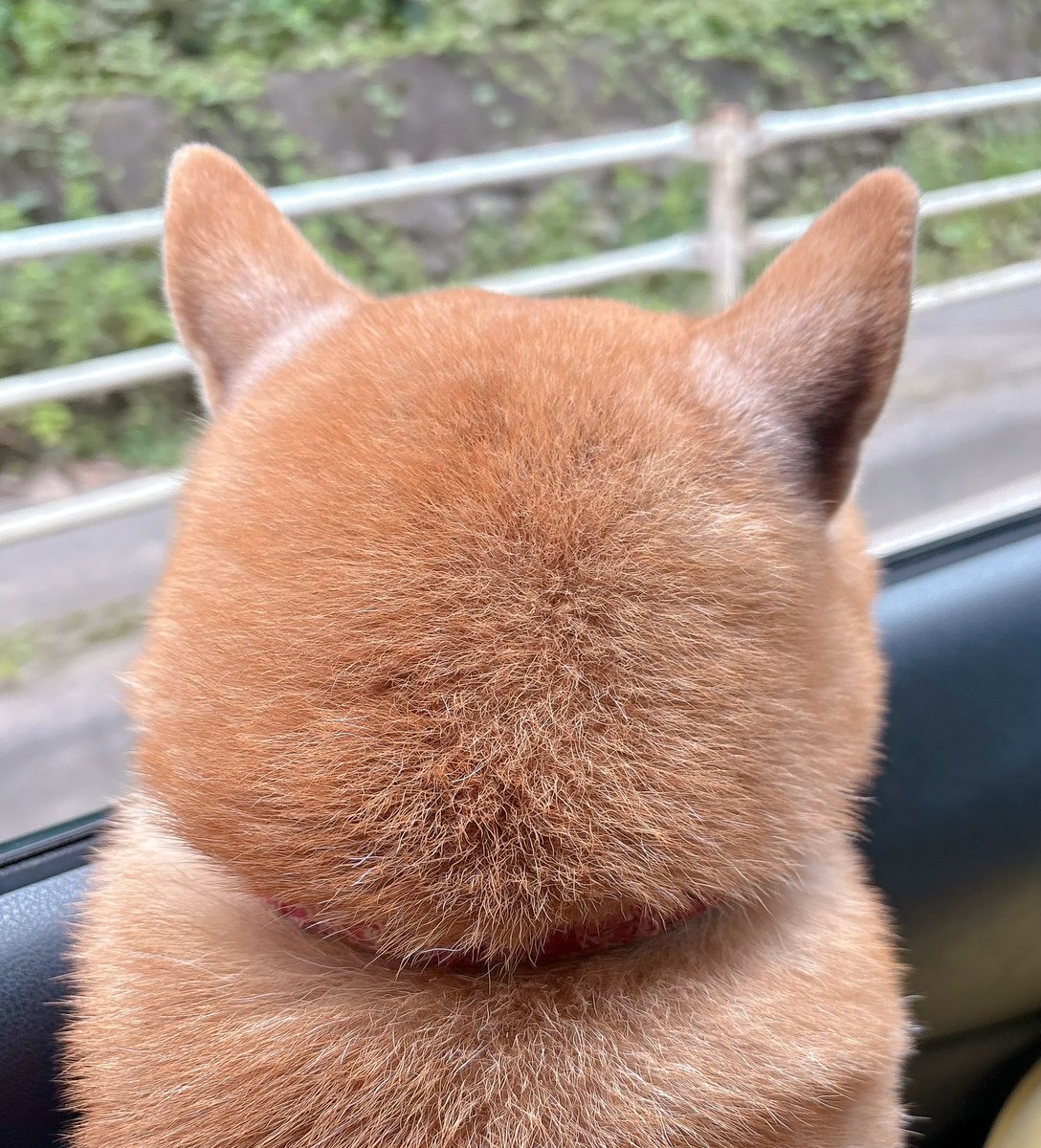 shiba_inu_mugi's tweet photo. 車でお出かけの柴
#柴犬 https://t.co/eGdhkjKj2N