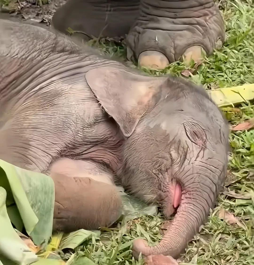 danskuss's tweet photo. yg bener aja 😭

kalo nanya sebanyak ini email aja gasih atau telpon dah 😭

1. Seroja adeknyaa Domang. Keduanyaa anak dari Mamah Ria.

2. Ganes anak tunggal? Engga, udah banyak kakak-kakaknyaa tapi kalo ditanya waktu lahiran iyaa. Gajah itu semua mostly beranak cuman 1 ekor aja. Under 1% bisa dapet 2 ekor dalam 1 kelahiran. Anak dari Mamah Lisa.

3. Bapaknyaa para Gajah di TNTN biasanyaa Gajah Jantan liar sehingga sulit untuk dideteksi. Tapi seharunyaa di TNTN ada laporan / reportnyaa. Mereka disekitaran TNTN juga biasanyaa tapi yang dilepas liarkan dibawah pantauan pihak konservasi.

Anak-anak Mamah Lisa:
1. Nela 🪽
2. Imbo Gano (Bapaknyaa Imbo ini adalah Capt. Indro!)
3. Rimbani 🪽
4. Kalistha Lestari (Tari) 🪽
5. Ryu 🪽
6. Ganesha (Ganes)

Anak-anak Mamah Ria:
1. Tesso
2. Tino 🪽
3. Harmoni Rimbo
4. Bujang Tan Domang (Dombret)
5. Nona Seroja (Oja)

Tau kan kenapa nama Taman Nasionalnyaa TessoNilo / TessoNela? 😁

Btw, nitip anak kecik lagi bobok; awas kebangunn soalnyaa nanti nangis 😭