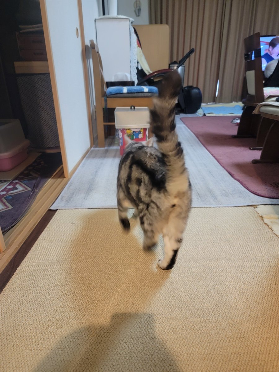erincooooo1's tweet photo. にゃんこ可愛い😺 https://t.co/CDApxlqONs