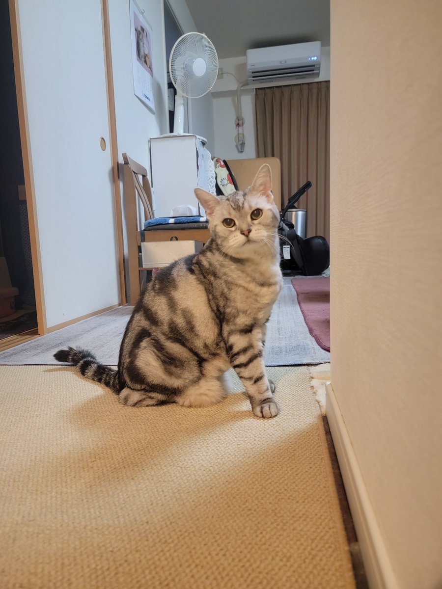 erincooooo1's tweet photo. にゃんこ可愛い😺 https://t.co/CDApxlqONs