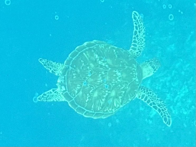 pine_pd's tweet photo. 川平湾でウミガメに遭遇🐢 https://t.co/e8Y2y2Ztuw