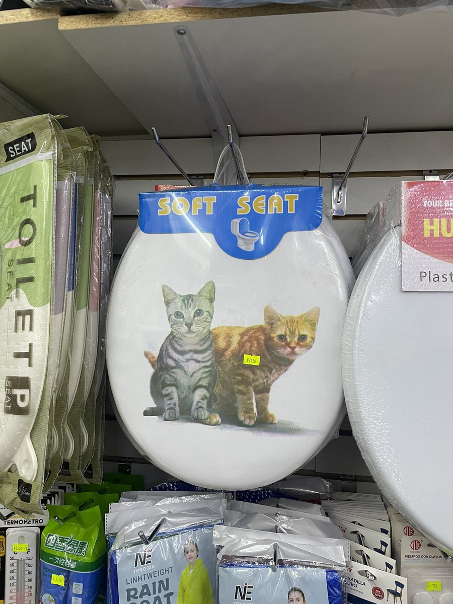 MSSETERNA's tweet photo. a day in the life (i love cats) https://t.co/1Z2SoIrpoq